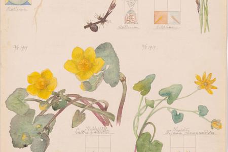 Hilma af Klint: What Stands Behind the Flowers